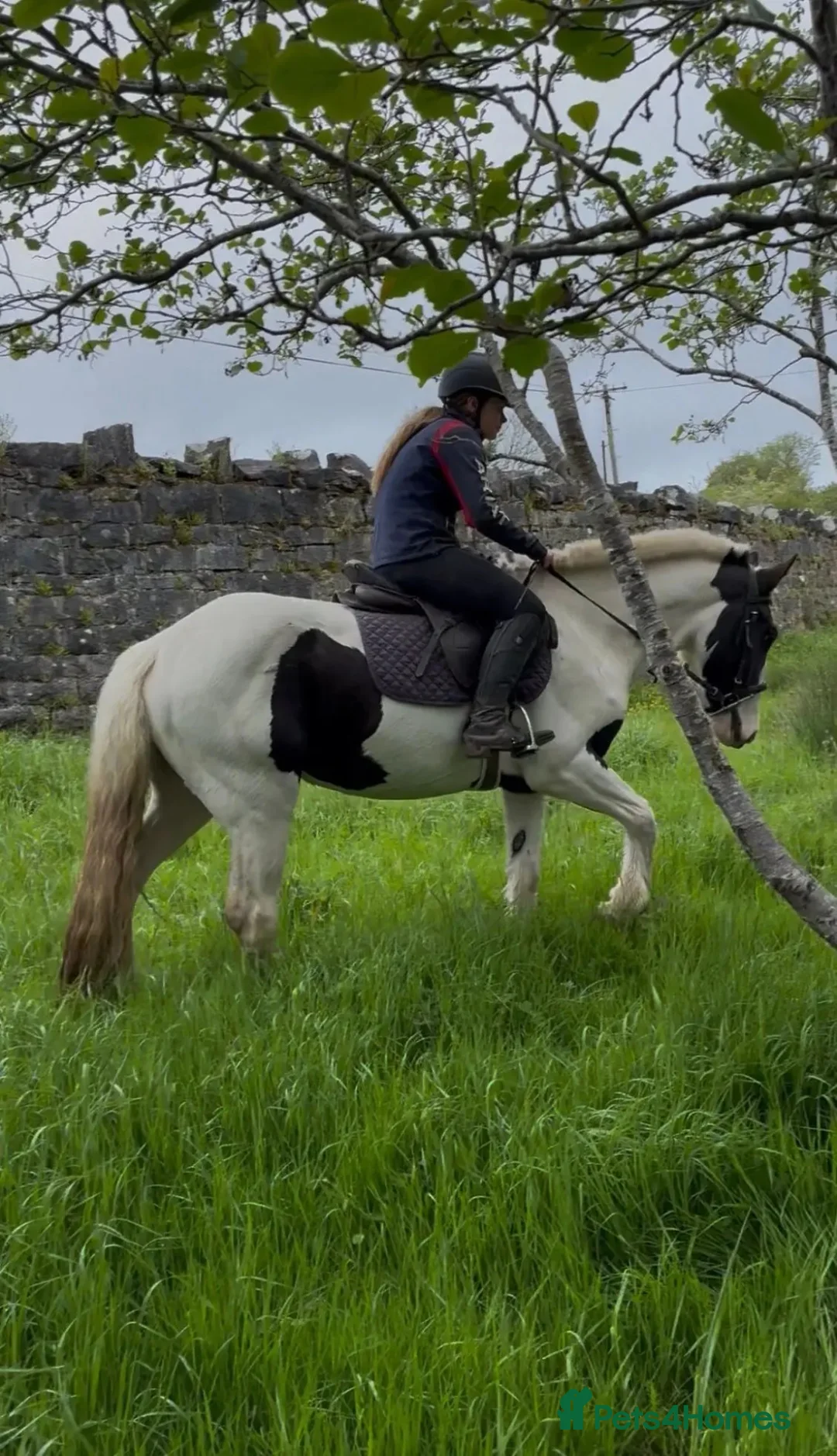 Irish Cob horses for sale: Beautiful Two Mare ponies for sale  in Bristol - Advert 1