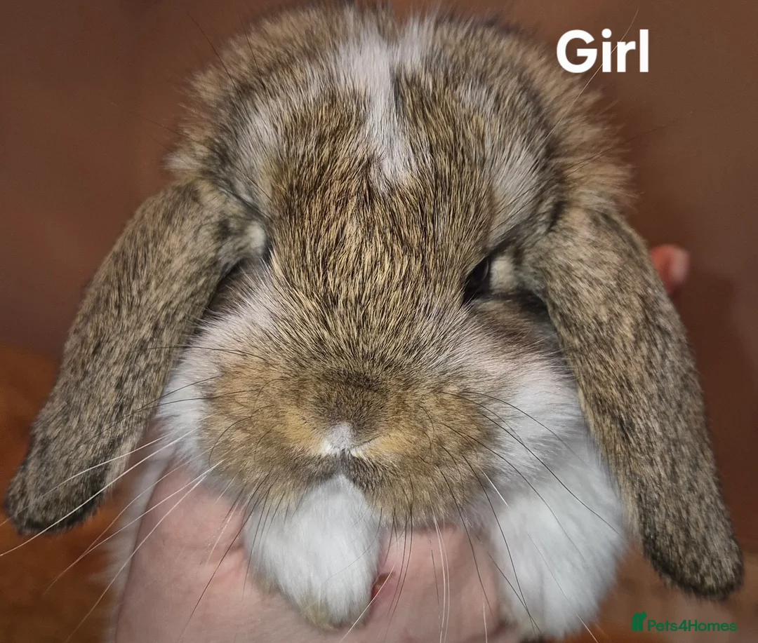 French Lop rabbits for sale: Beautiful French Lops - Advert 7