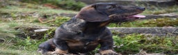 Dachshund dogs for stud: **KC Working Teckle for Stud** in Sheffield - Advert 5