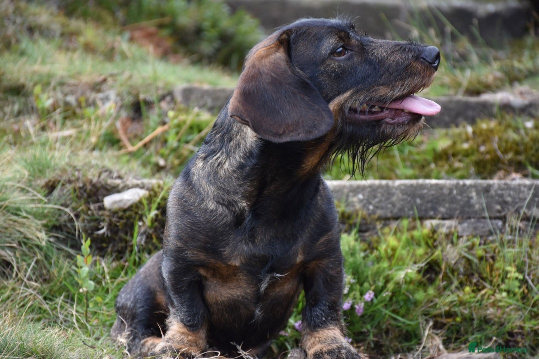 Dachshund dogs for stud: **KC Working Teckle for Stud** in Sheffield - Image 5
