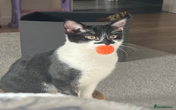 Domestic Shorthair cats for sale: Frank the cat - Image 3