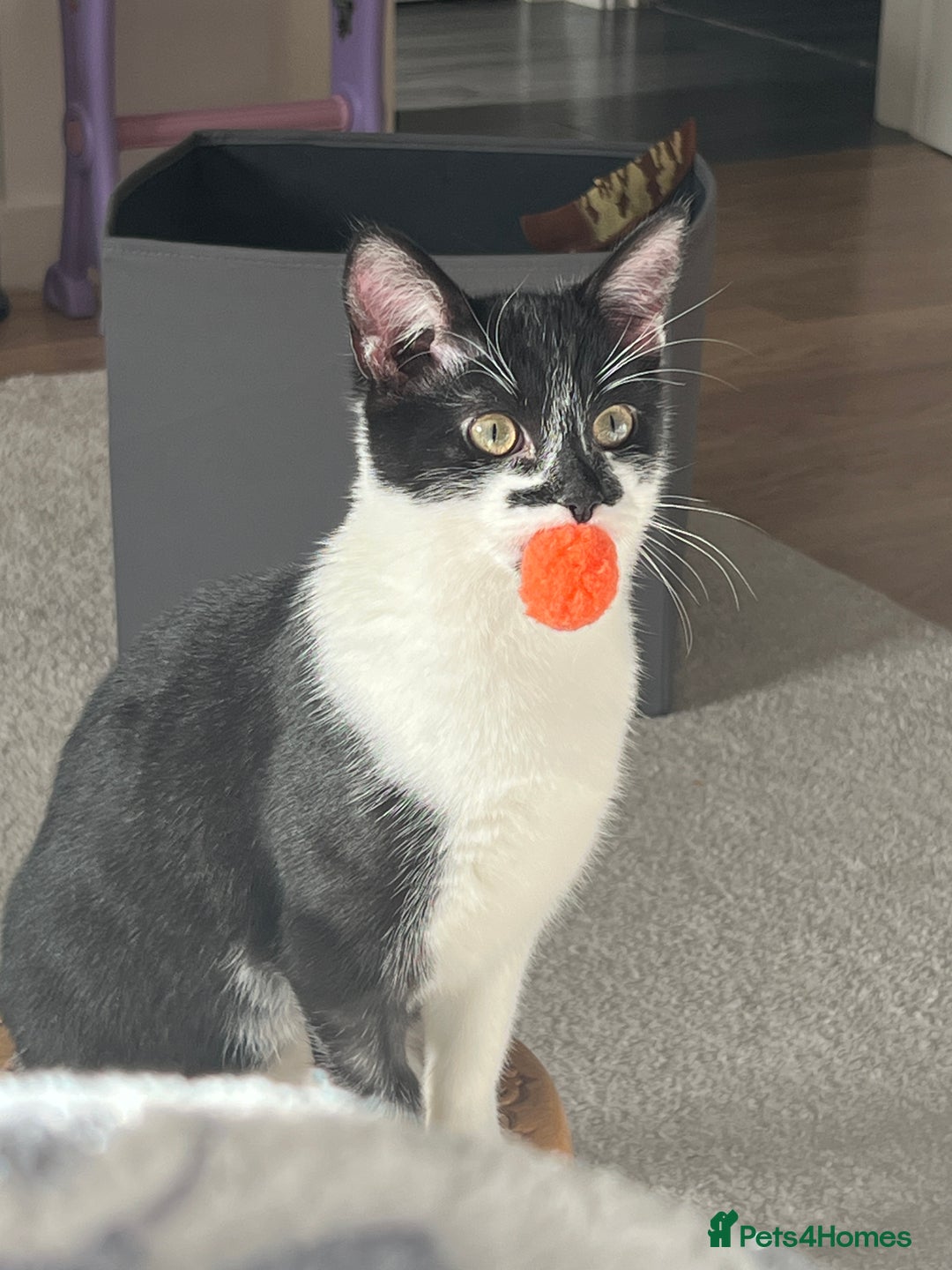 Domestic Shorthair cats for sale: Frank the cat - Image 3