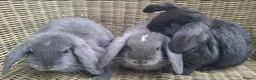 Mini Lop rabbits for sale: Bundle of fluffs ready to be reserved - Advert 12