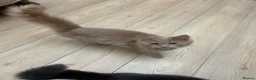 Mixed Breed cats for sale: Lion  in Birmingham - Advert 8