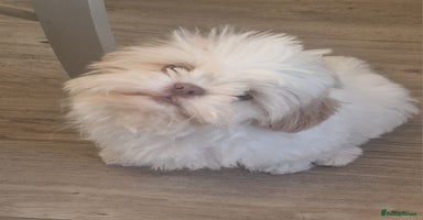 Shih Tzu dogs - Advert 2