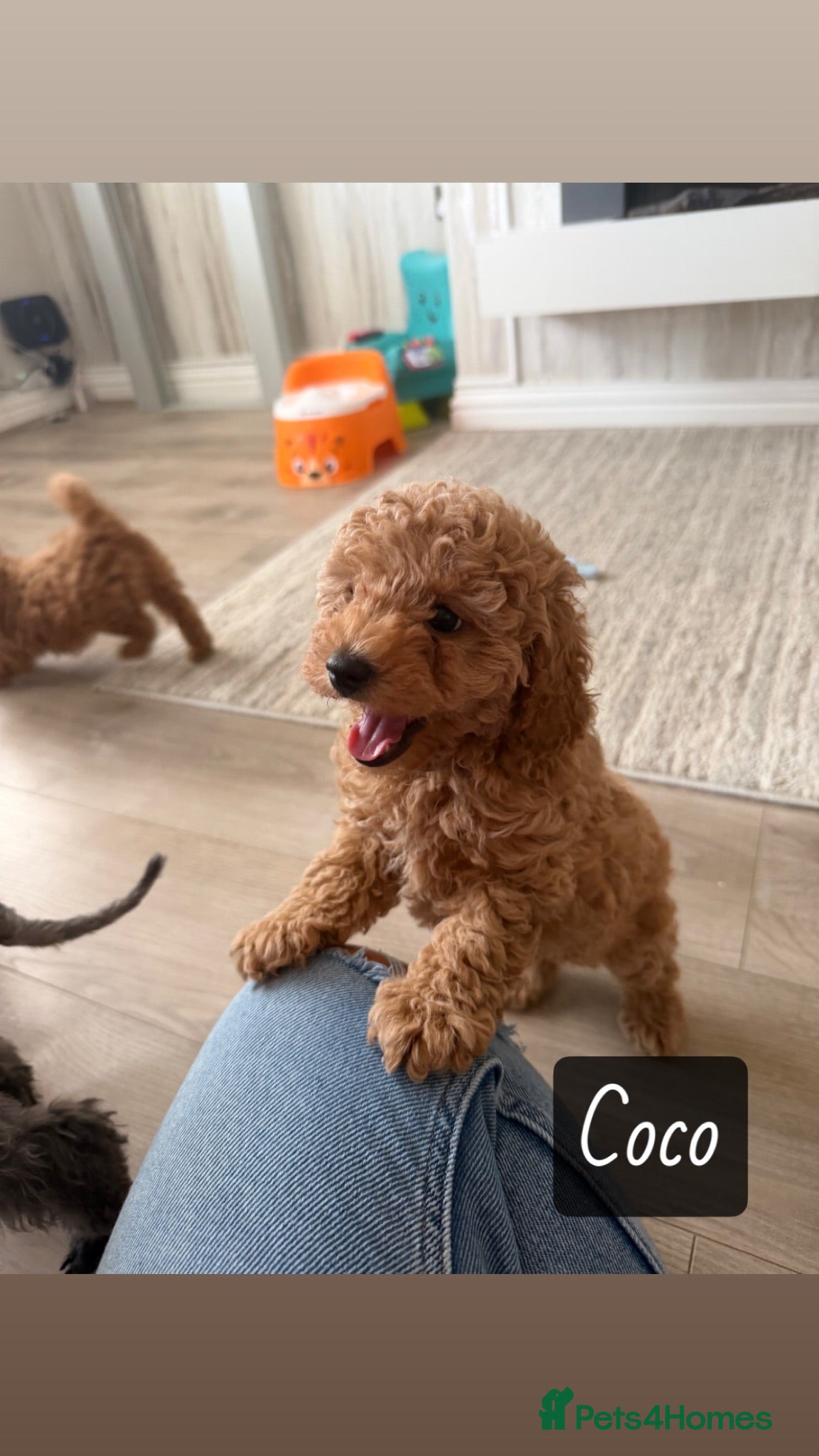 Toy Poodle dogs Beautiful Toy Poodle puppies. Ready to Go Now 🐾 - Advert 6