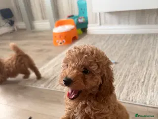 Toy Poodle dogs Beautiful Toy Poodle puppies. Ready to Go Now 🐾 - Advert 6