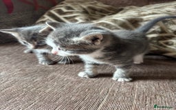Mixed Breed cats for sale: Kittens for sale  - Image 2