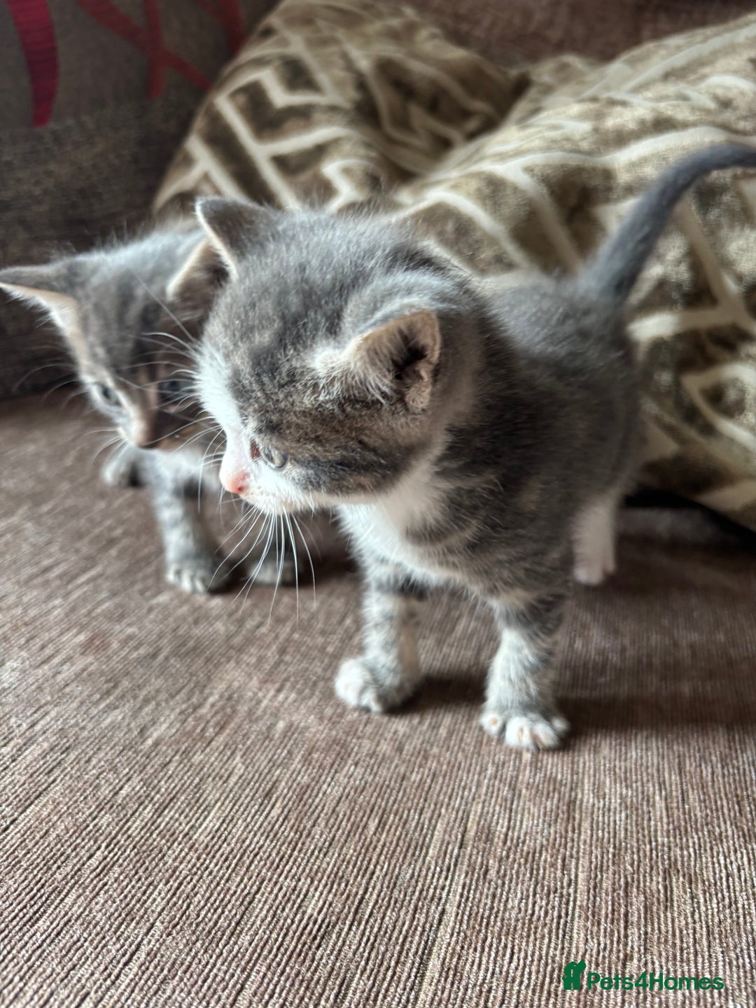 Mixed Breed cats for sale: Kittens for sale  - Image 2