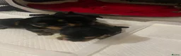 Yorkshire Terrier dogs for sale: Yorkshire Terrier puppies 🐶  - Advert 18