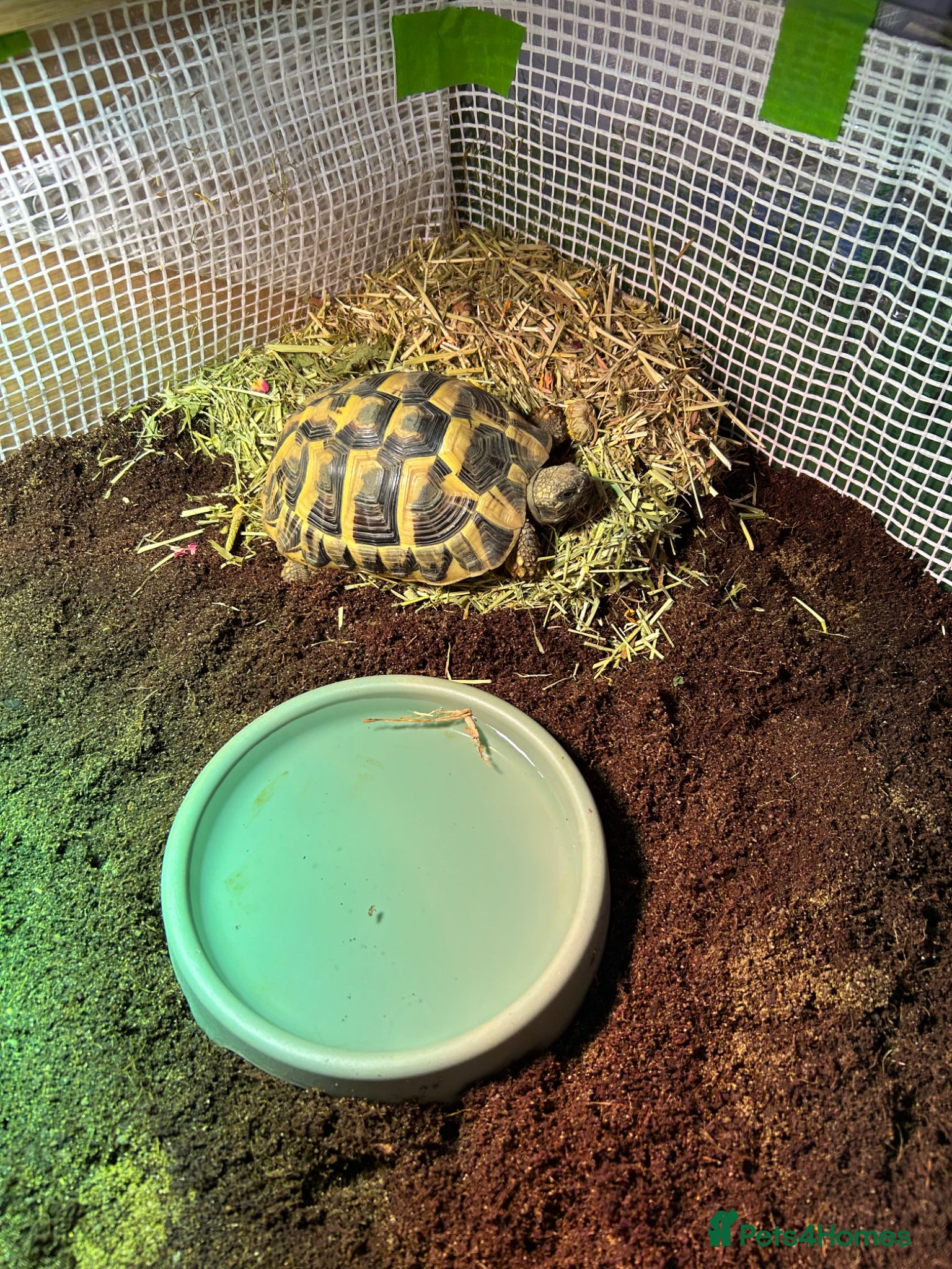 Hermann Tortoise reptiles for sale: 6 year old female Hermann tortoise  - Advert 2