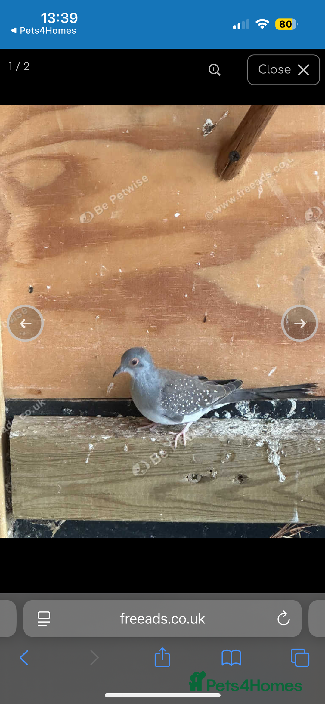 Doves birds for sale: Diamond dove - Image 1