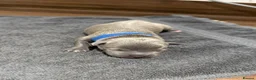 Staffordshire Bull Terrier dogs for sale: Stunning Kc staffie pups for sale in Gateshead - Advert 11