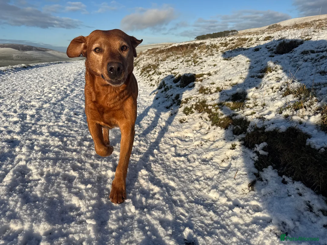 Labradoodle dogs for sale: Labradoodle F1 Puppies Health Tested Parents   - Advert 2