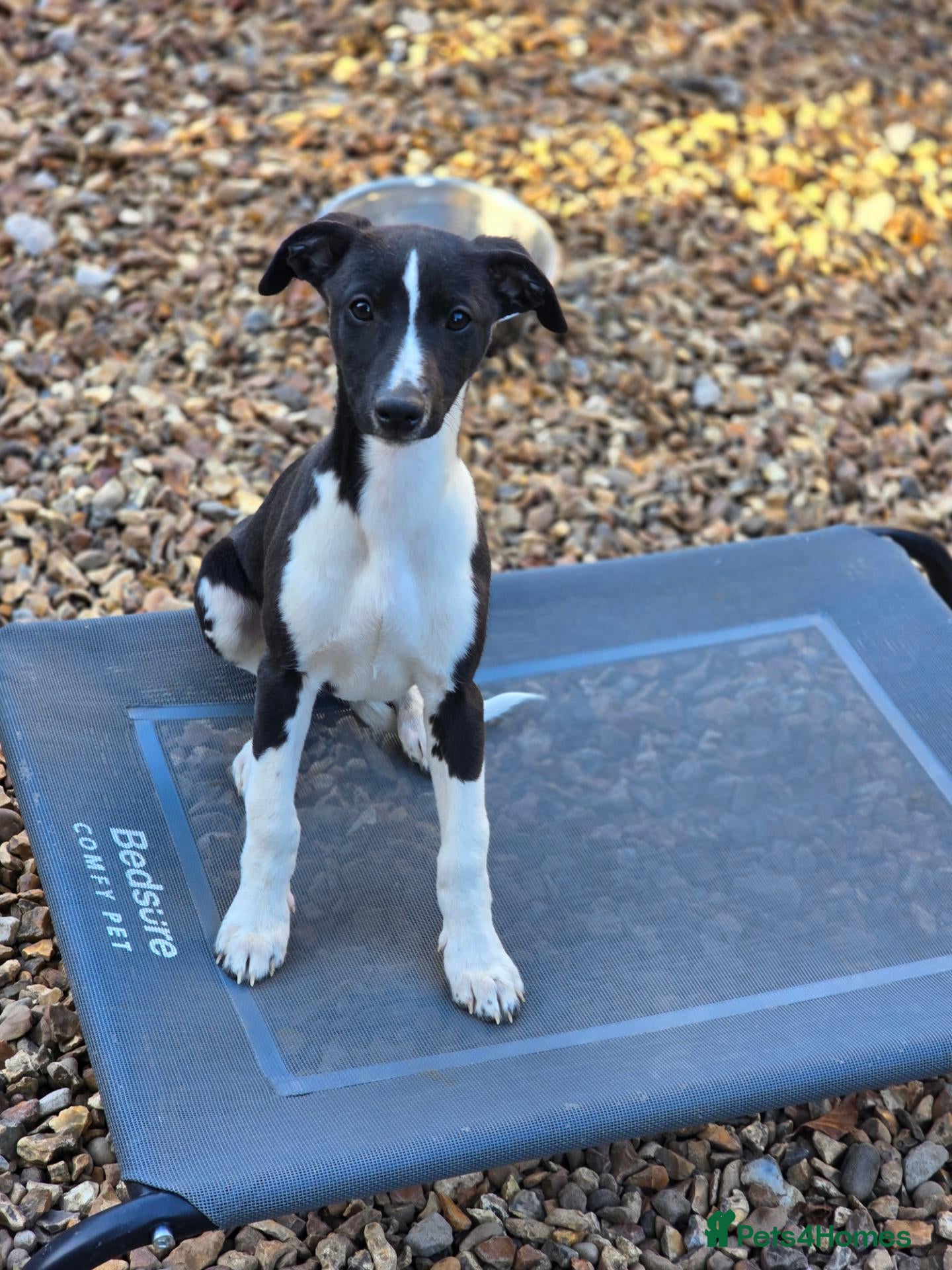 Whippet dogs Black & white male kc whippet  - Advert 4