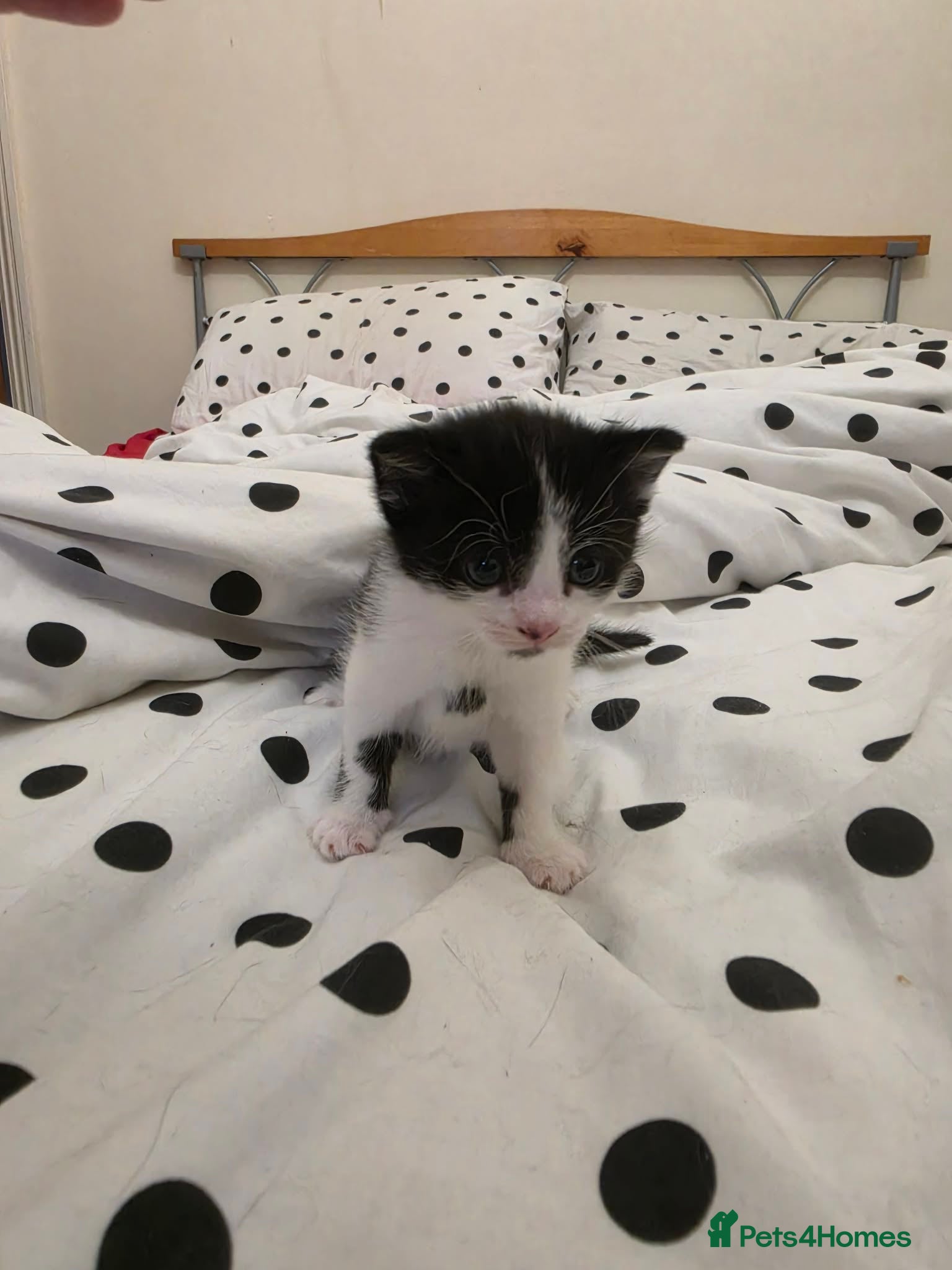 Mixed Breed cats Male Kitten  - Advert 7