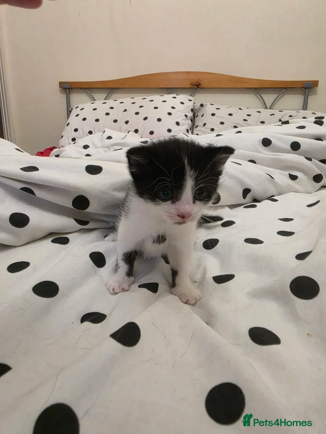 Mixed Breed cats for sale: Male Kitten  in Stockport - Advert 1