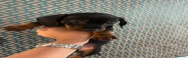 Dachshund 2 Paul
