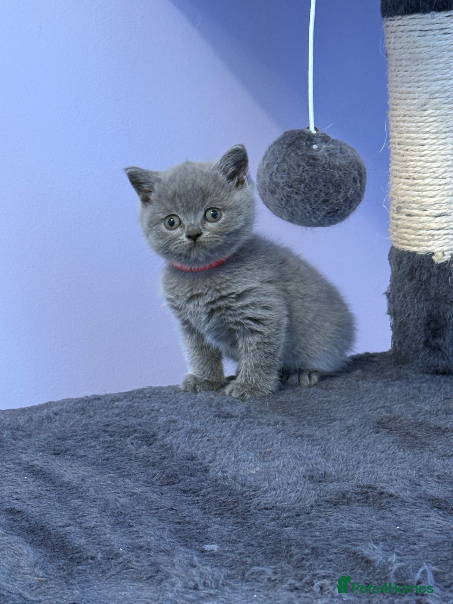 British Shorthair cats Gorgeous blue, British shorthair kittens  - Advert 1