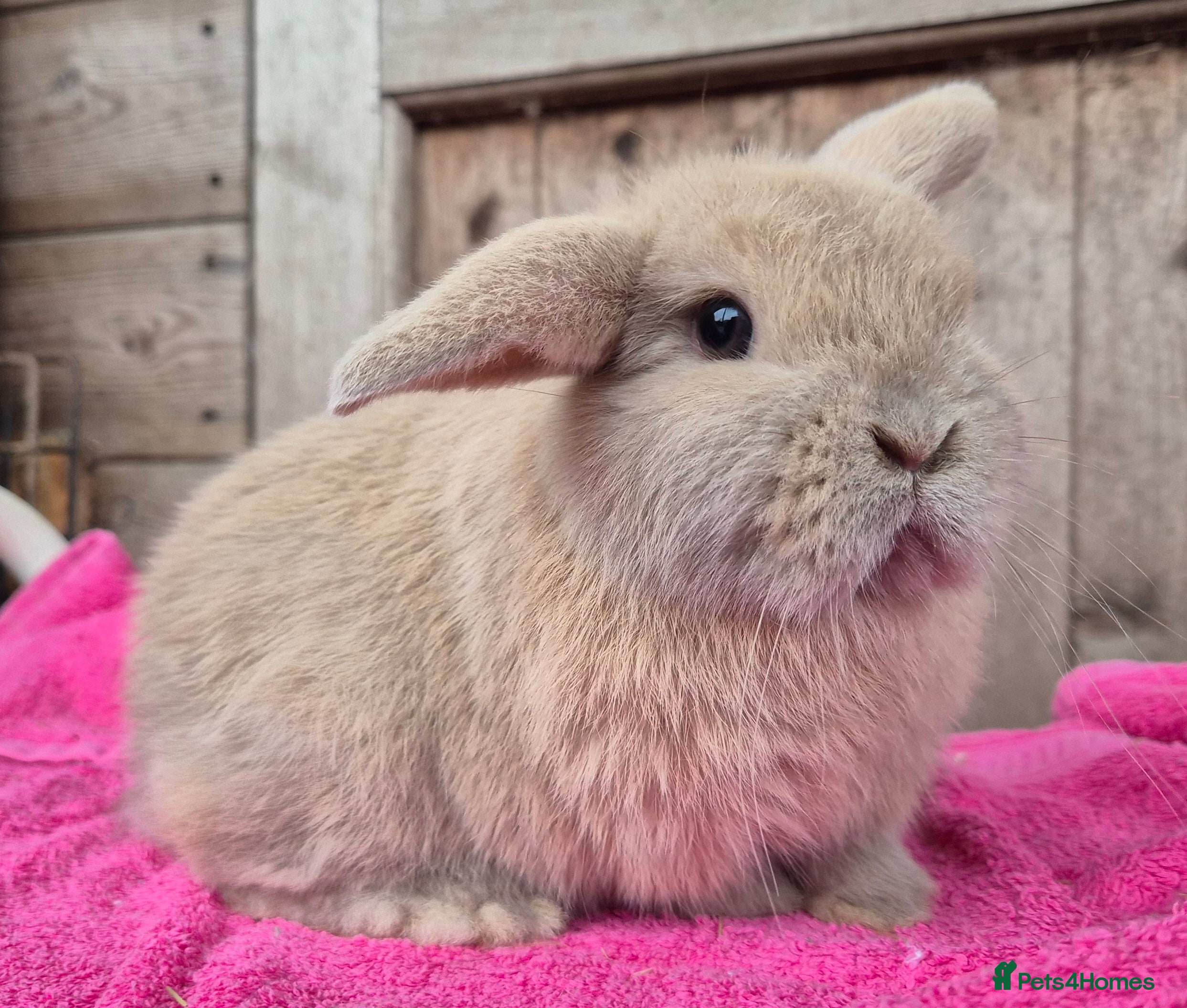 Mini Lop rabbits Little tort mini lop doe.  - Advert 2