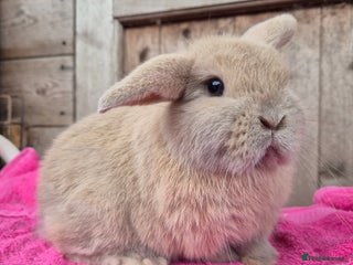 Mini Lop rabbits Little tort mini lop doe. - Advert 2