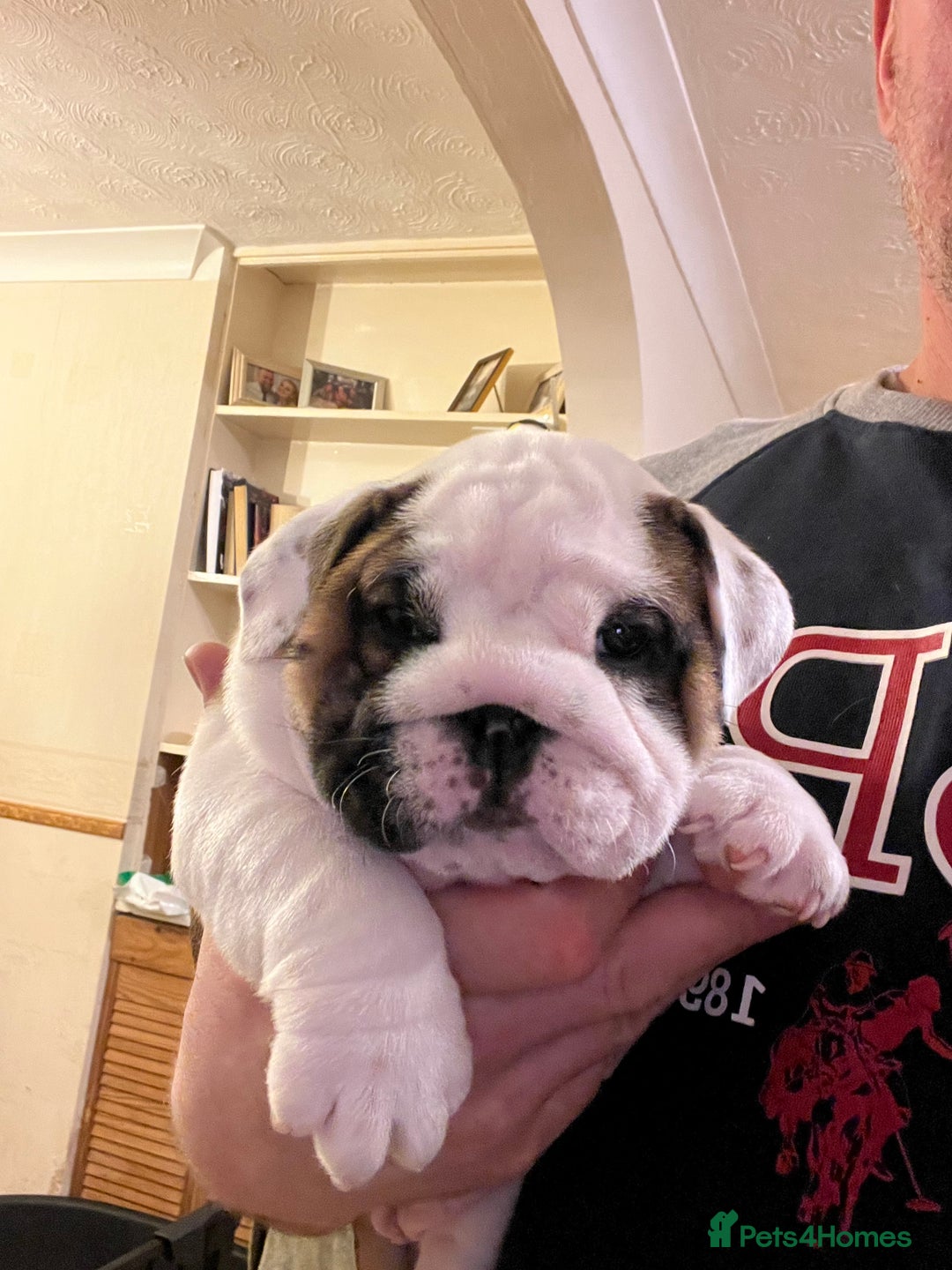 English Bulldog dogs for sale: English bulldogs - Advert 31