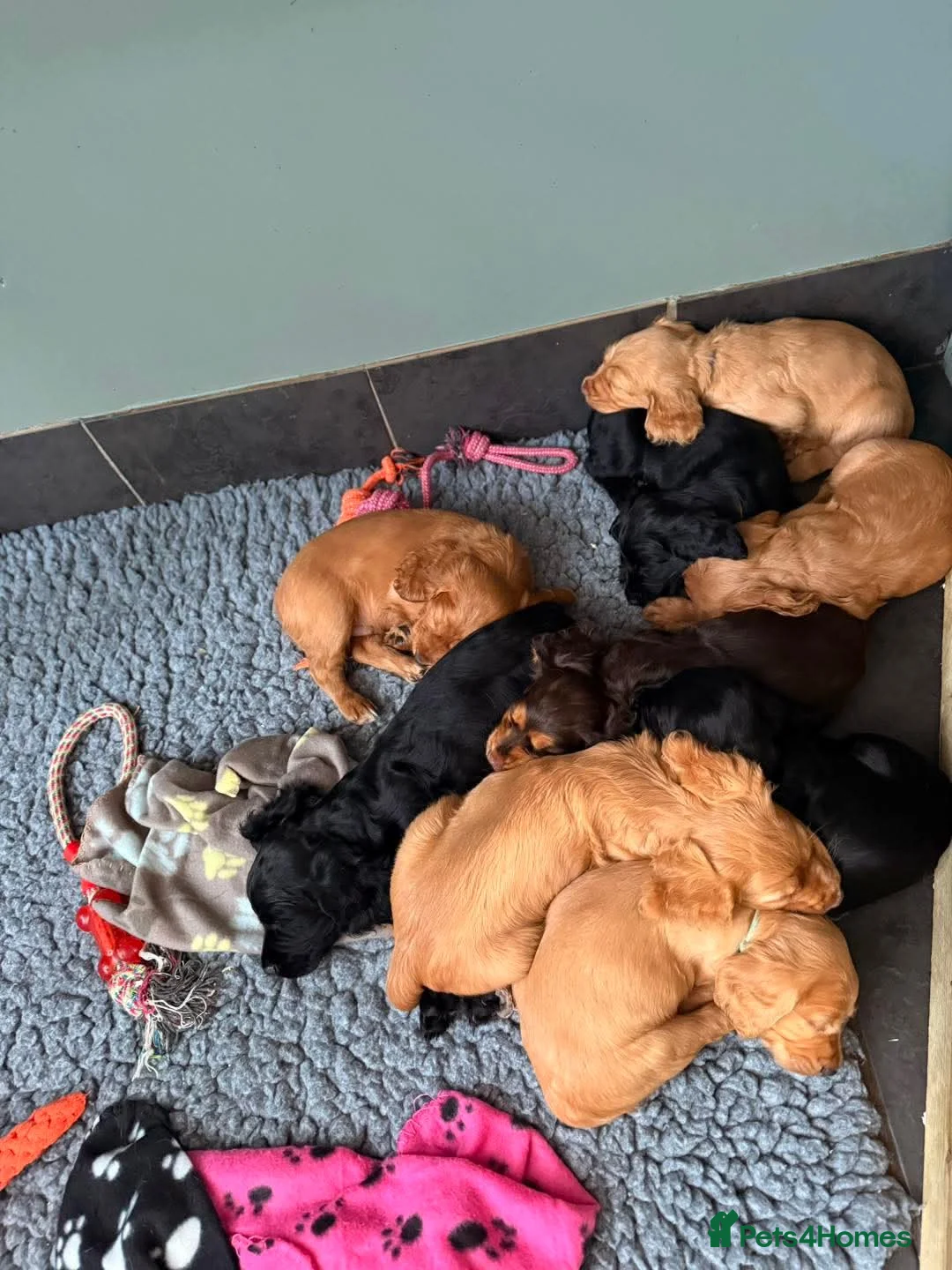 Cocker Spaniel dogs for stud: FTAW fully health tested working cocker stud in Leven - Advert 17