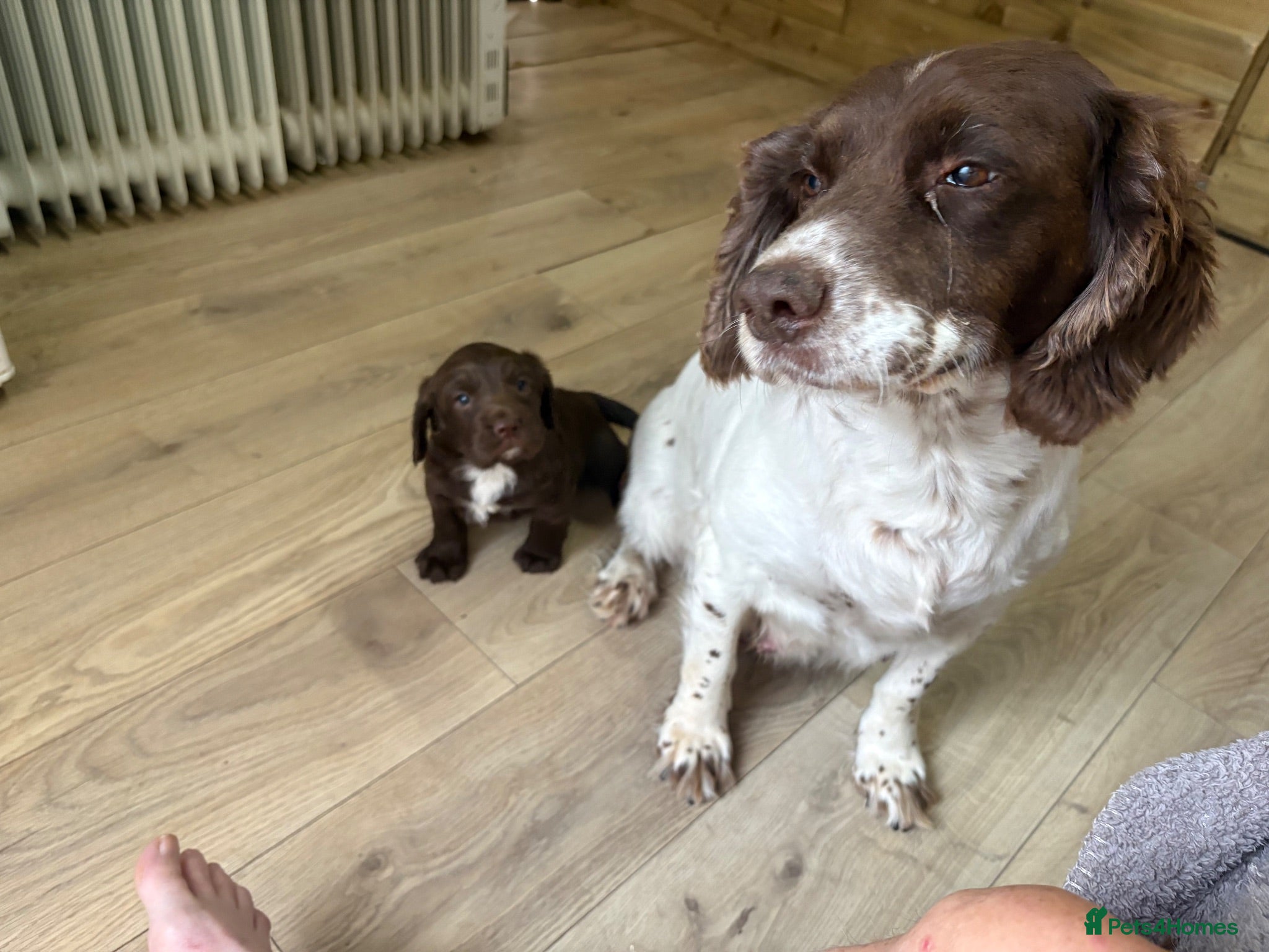 Sprocker dogs Sprocker Pups - Advert 9