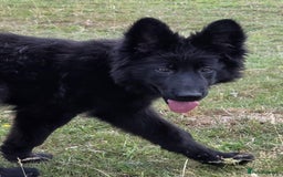 German Shepherd dogs for sale: Dark German Shepherd Females - Image 20