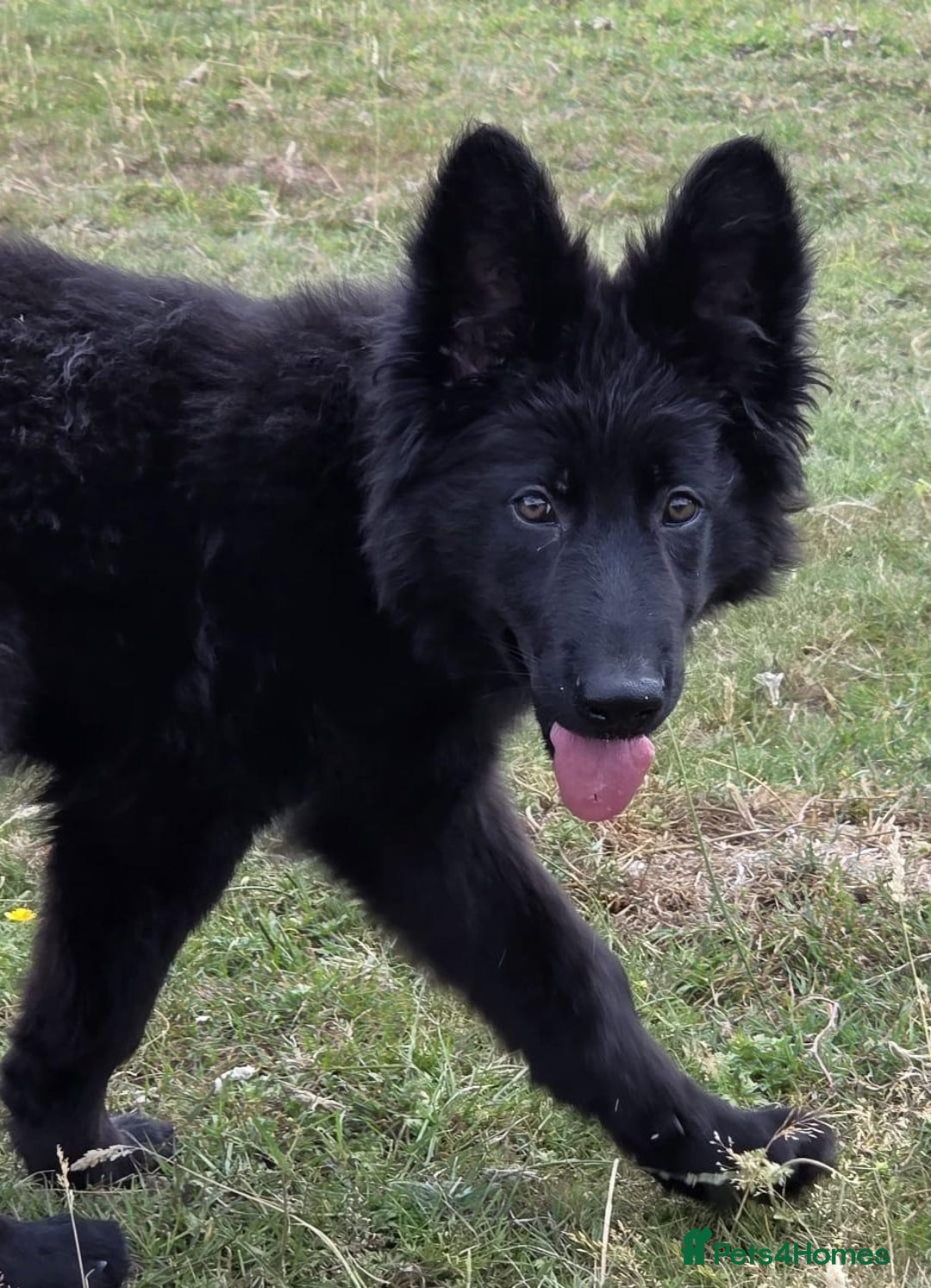 German Shepherd dogs for sale: Dark German Shepherd Females - Image 20