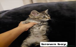 Mixed Breed cats for sale: Beautiful siver tabby kittens  - Image 3