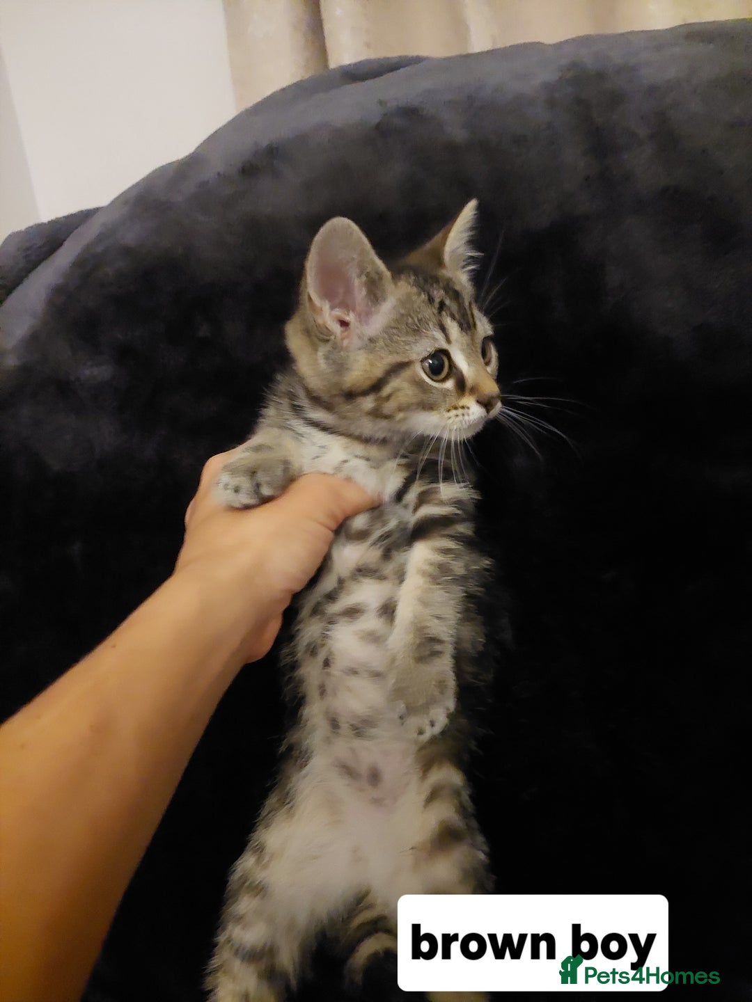 Mixed Breed cats for sale: Beautiful siver tabby kittens  - Image 3