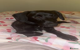 Mixed Breed dogs for sale: 7 Month old Corgipoo - Advert 1