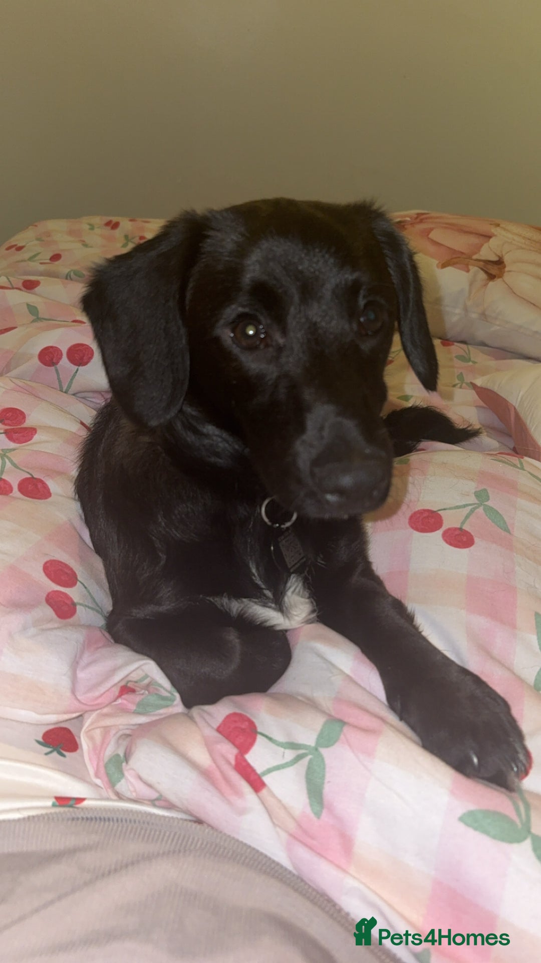 Mixed Breed dogs for sale: 7 Month old Corgipoo - Advert 1