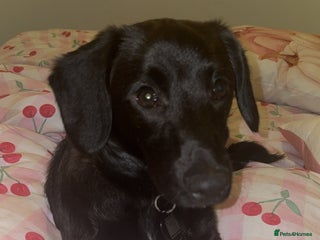 Mixed Breed dogs for sale: 7 Month old Corgipoo - Advert 1