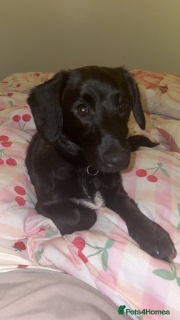 Mixed Breed dogs 7 Month old Corgipoo - Advert 2