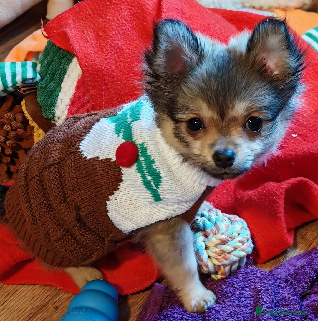 Pomchi dogs for sale: POMCHI - Advert 7