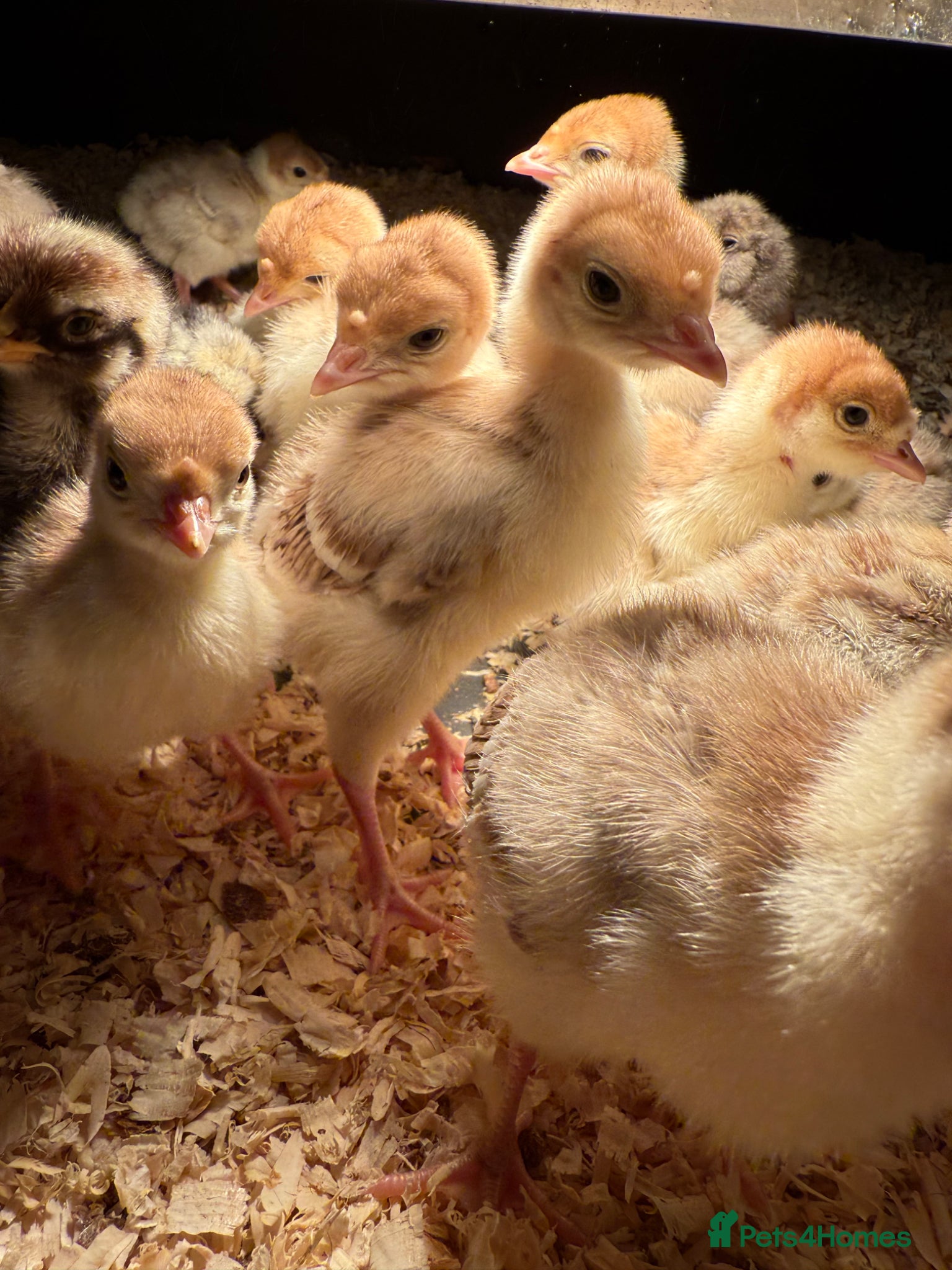 Turkeys poultry Bourbon Red Turkey Chicks 🦃  - Advert 6