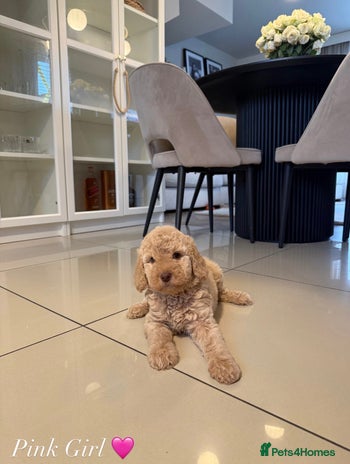 Australian Labradoodle dogs - Advert 1