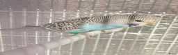 Budgerigars birds for sale: Baby budgies  - Advert 9