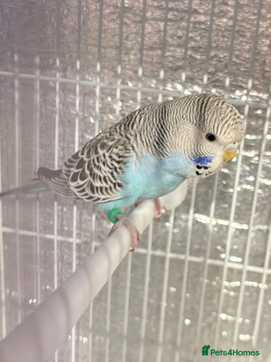 Budgerigars birds for sale: Baby budgies  - Advert 9