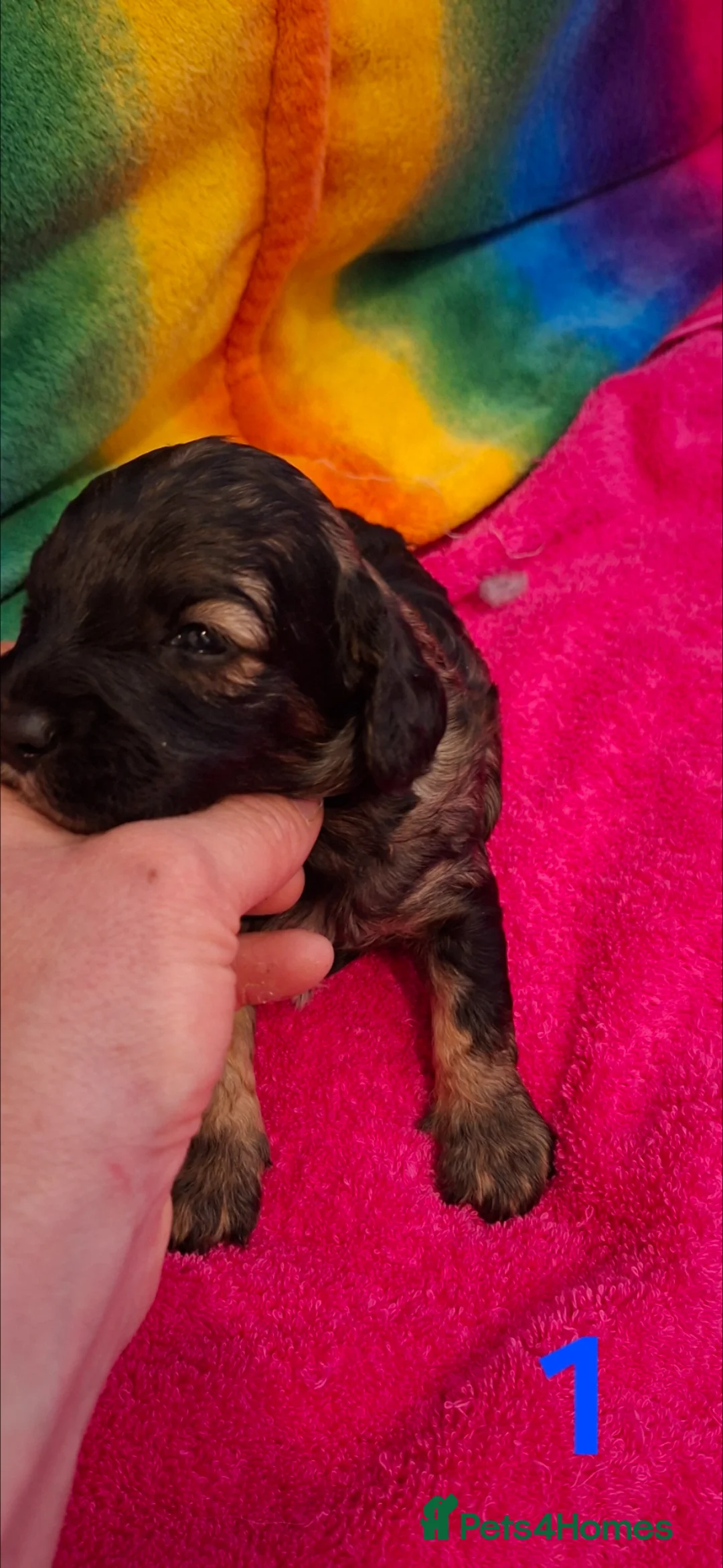 Cavapoo dogs for sale: STUNNING RARE MERLE FLB CAVAPOO PUPPIES  - Advert 2