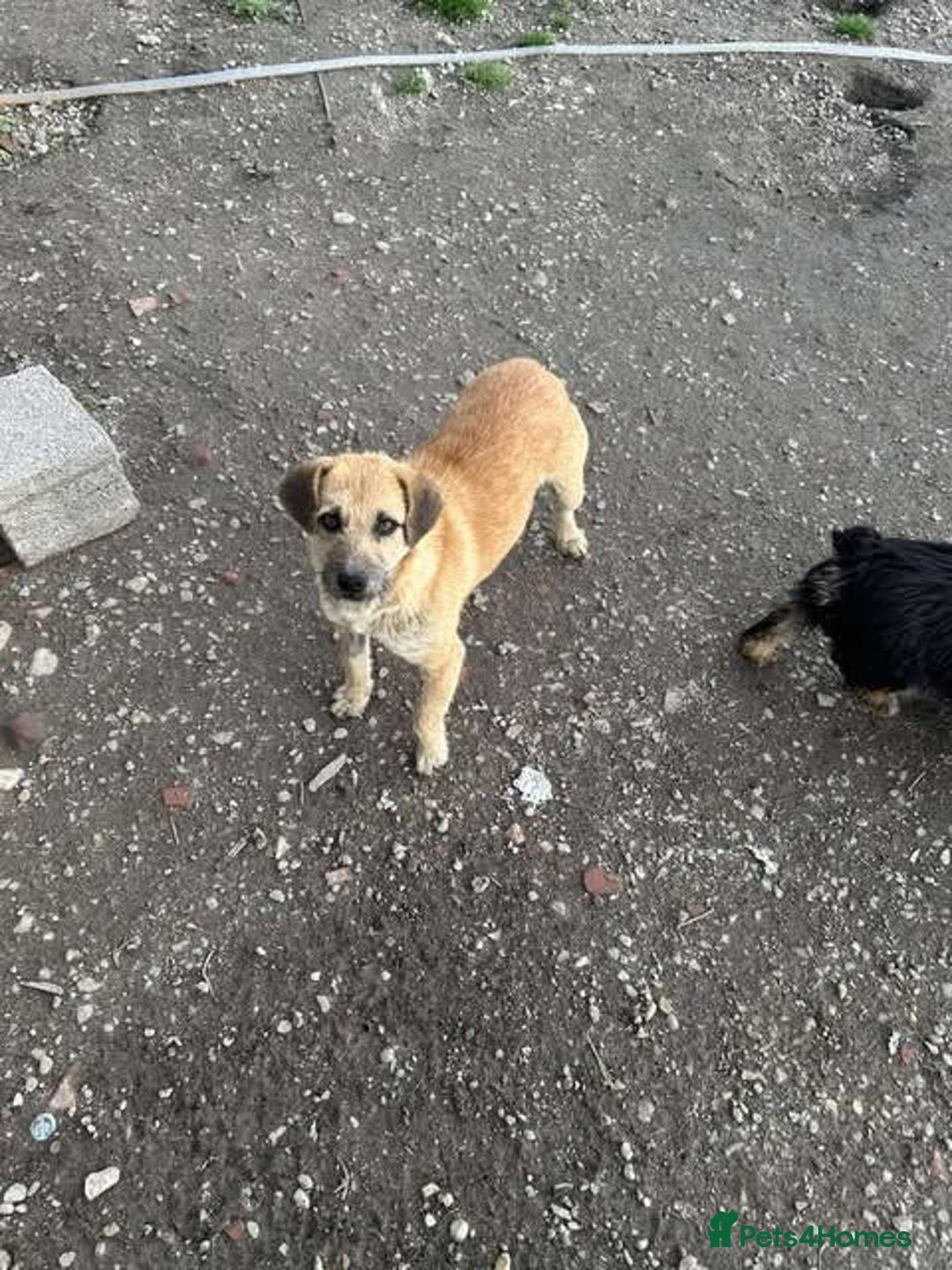 Mixed Breed dogs for adoption: Rescue boy Ethan is looking for his forever home - Advert 15