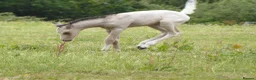 American Quarter horses for sale: Quality Part Bred American Quarter Horse in Romsey - Advert 7