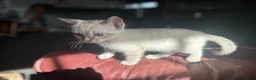 Bengal cats for sale: Bengal kittens  - Advert 13
