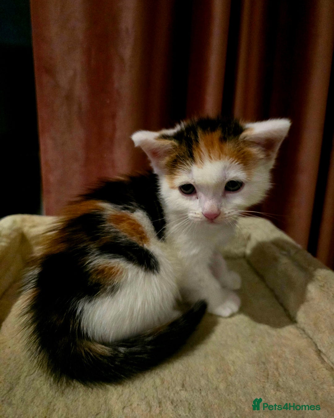Mixed Breed cats for sale: 6 kittens  - Image 4