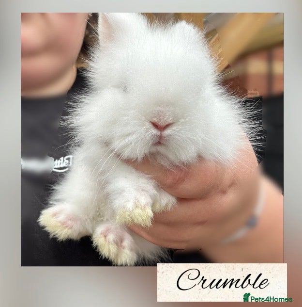 Lionhead rabbits PEDIGREE DOUBLE-MANE LIONHEADS [READY 9th AUG] 💕 - Advert 1