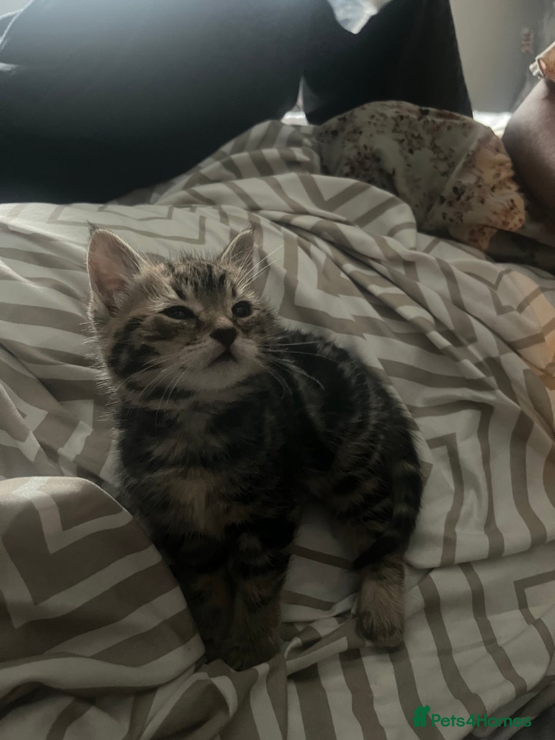 Mixed Breed cats for sale: 8 week old 1 boy 1 girl  - Advert 6