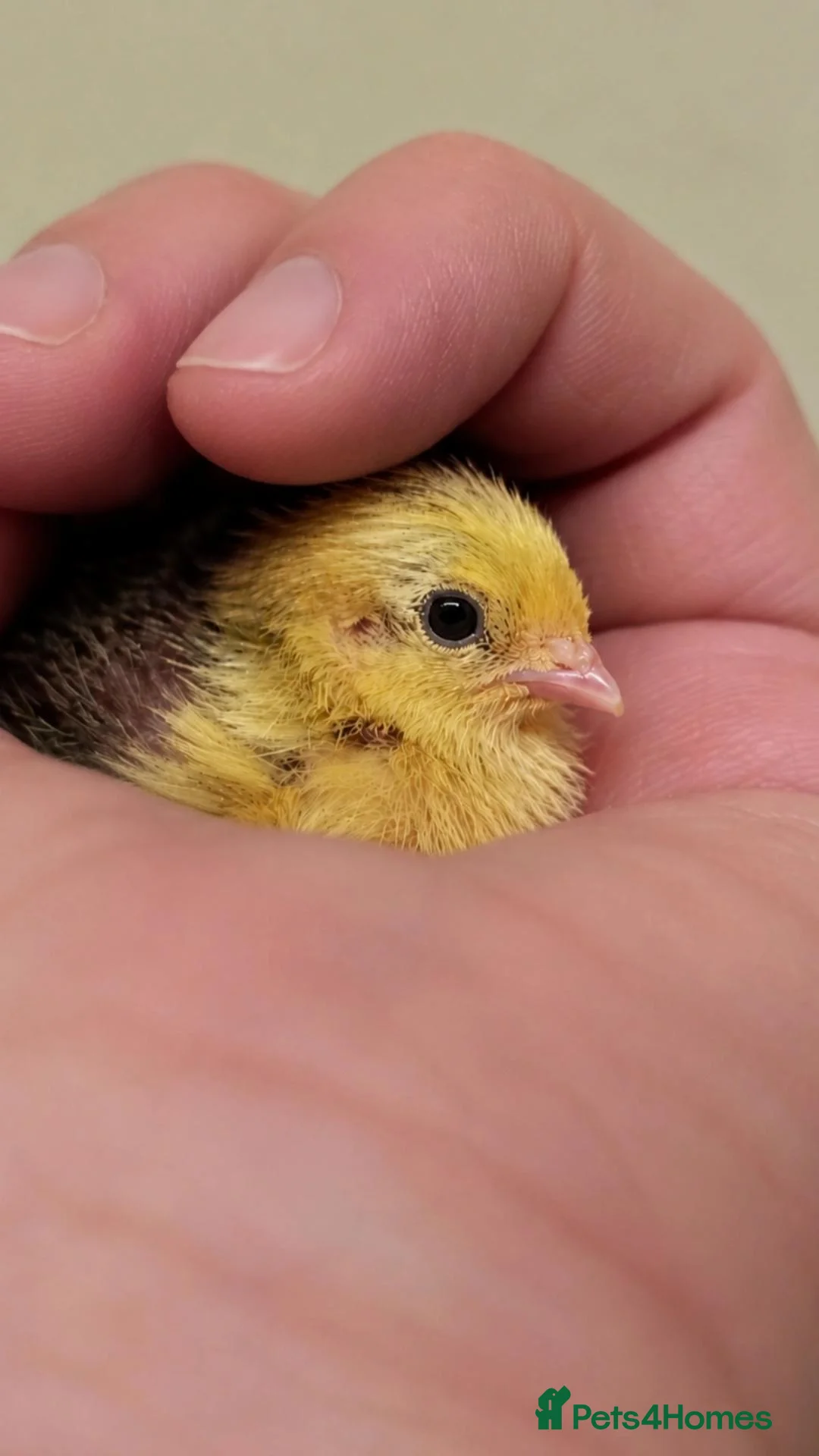 Quail poultry for sale: Chinese button quail  - Advert 2