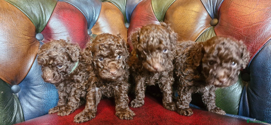 Toy Poodle dogs for sale: Gorgeous chocolate tiny toy poodles  - Image 7